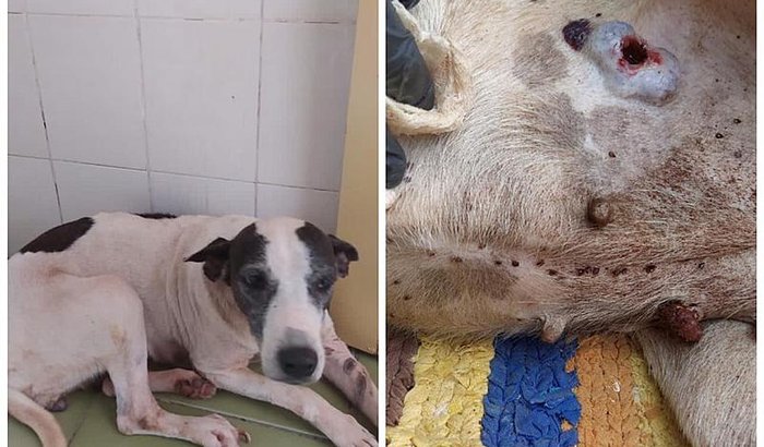 Ajude a Diana no tratamento do câncer e na doença do carrapato