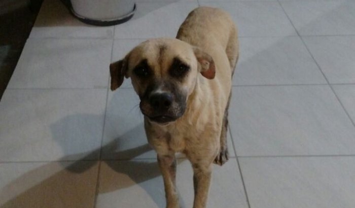 Primeiros socorros cacho8rrinha