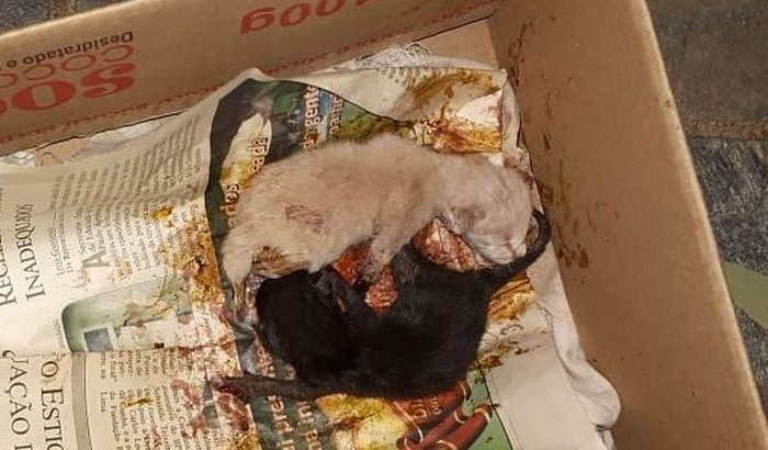 AJUDE OS BEBES MUTILADOS!