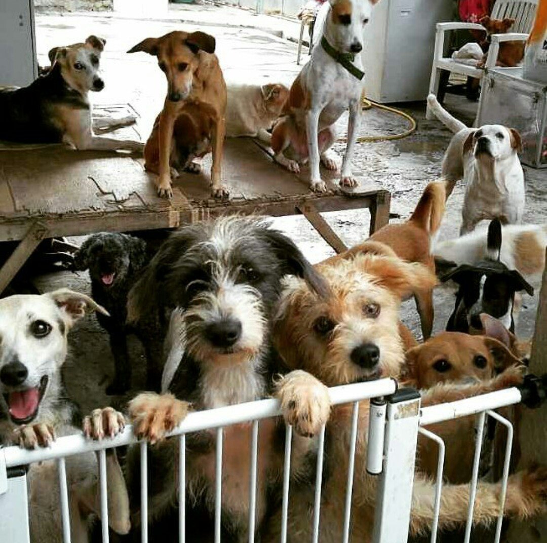 imagem da vaquinha Construção de camas para os cães do Abrigo Animais Aumigos