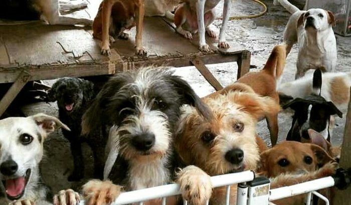 Construção de camas para os cães do Abrigo Animais Aumigos