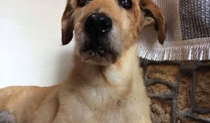 Ajudem o Bolinha com a cirurgia - URGENTE