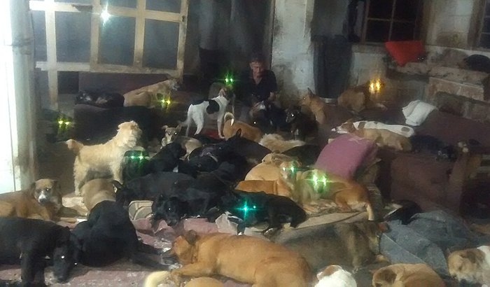 Construir canil urgente