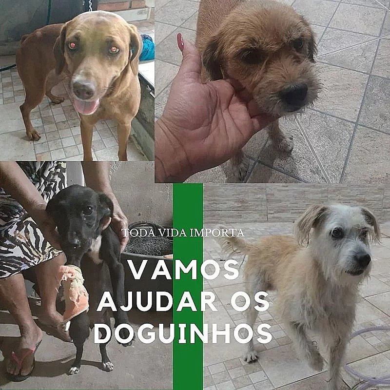 Animais abandonados "Estrada do sanatório "