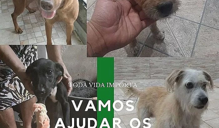 Animais abandonados "Estrada do sanatório "