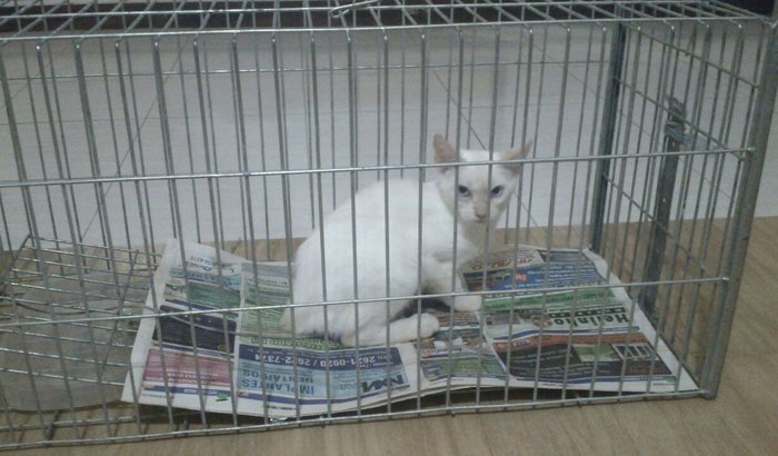 Gatinhos resgatados de Itaipu