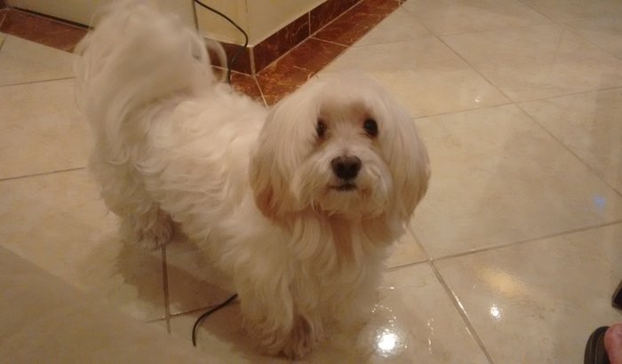 Cirurgia do Billy