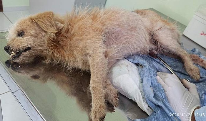 Cachorrinho idoso abandonado pra morrer