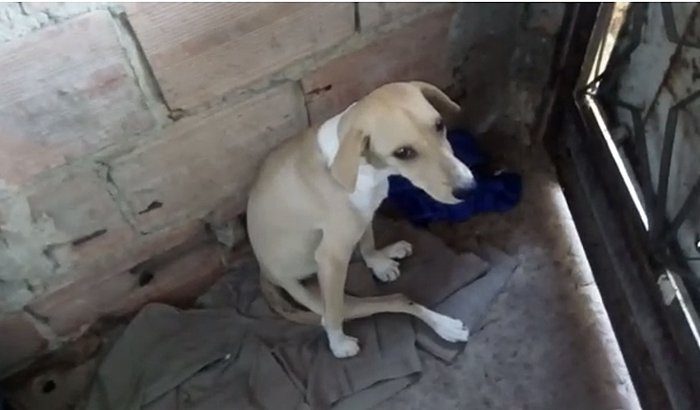 Ajude D. Jo a abrigar, salvar e castrar Cães e Gatos em Gramacho