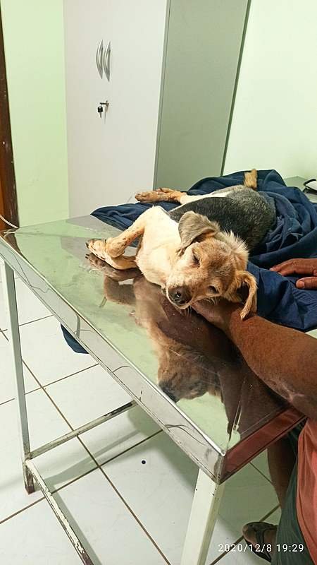 imagem da vaquinha Ajuda pra cachorrinha enterrada viva