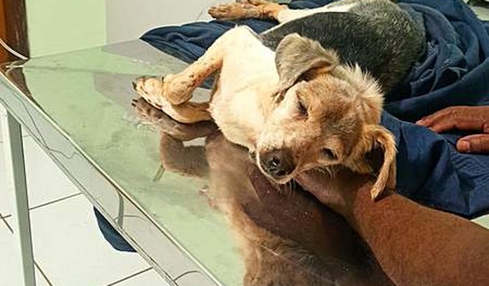 Ajuda pra cachorrinha enterrada viva