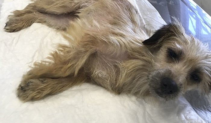 Laika precisa de você