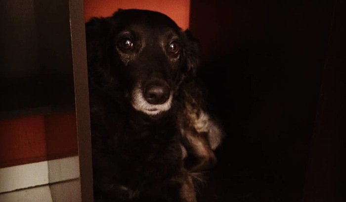 CIRURGIA CISTOTOMIA - NINA