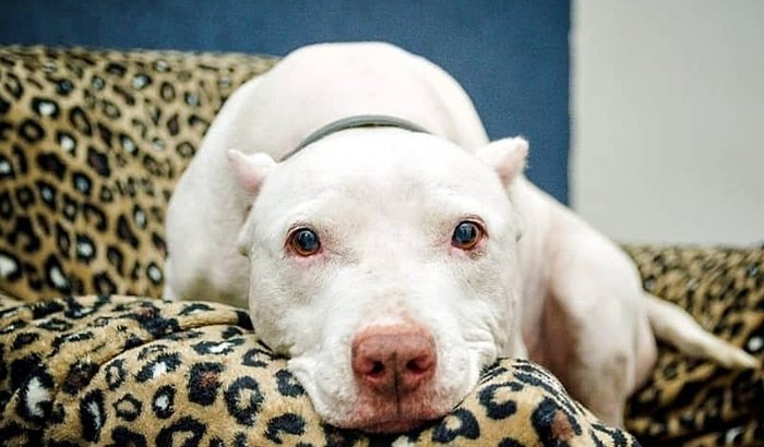 Juntos Com Nosso Anjo de Patas Natã na Luta Contra o Câncer