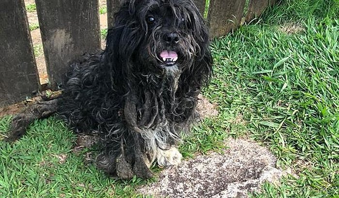 Ajuda para cão abandonado e doente