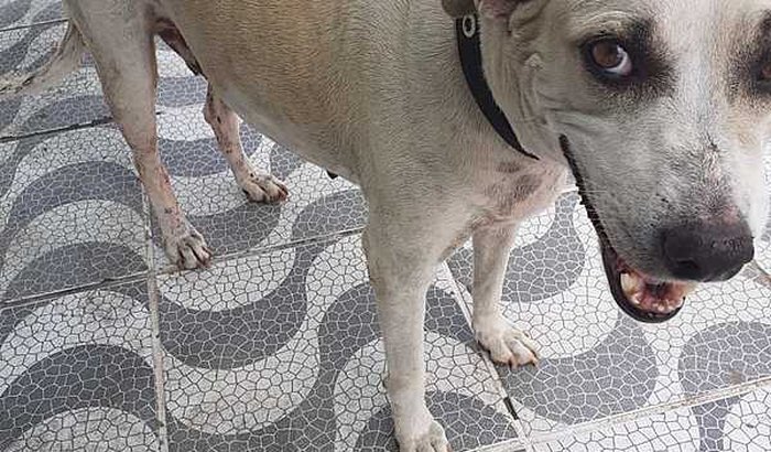 POR UMA NOVA VIDA PARA A CADELINHA MENINA