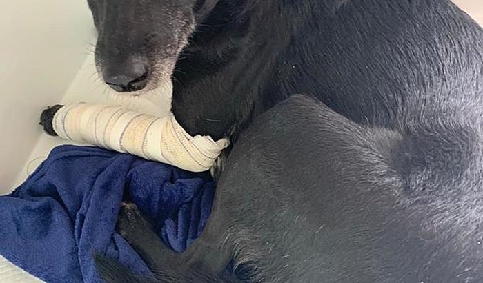 Vaquinha da Cida 🐶