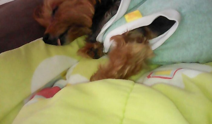 Luna quer viver