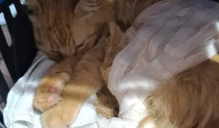 Tratamento do gatinho - Residencial Titi