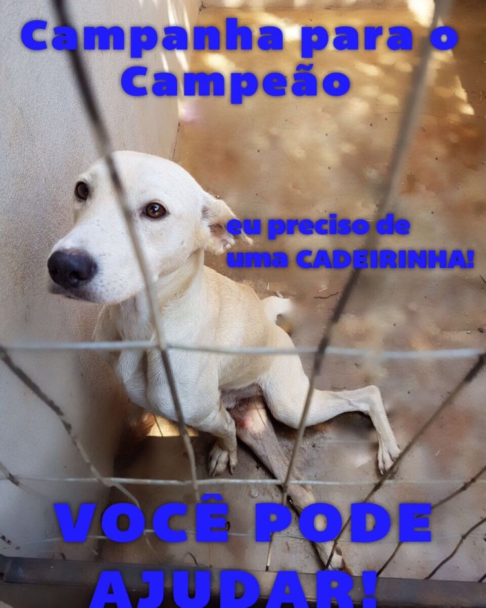 imagem da vaquinha Cadeirinha para o Campeão 