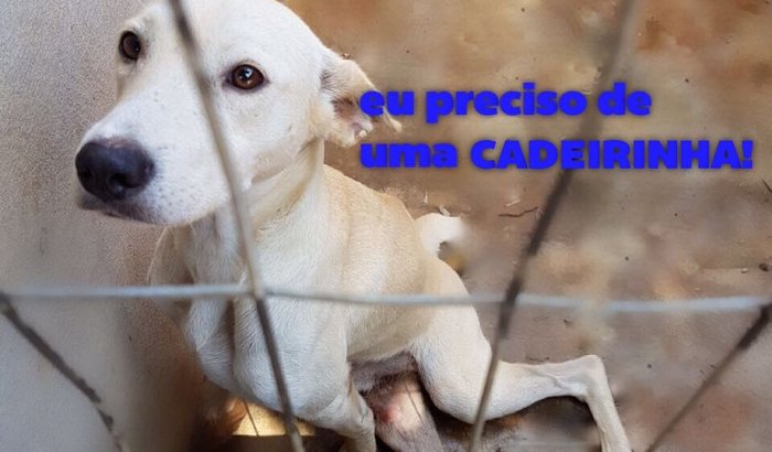 Cadeirinha para o Campeão 