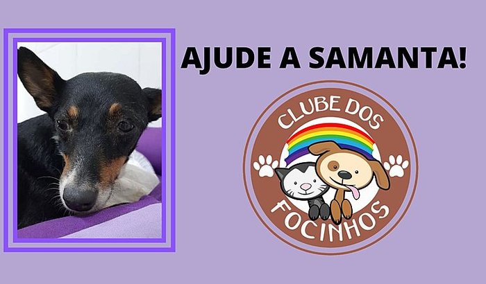 Ajude a cachorrinha Samanta