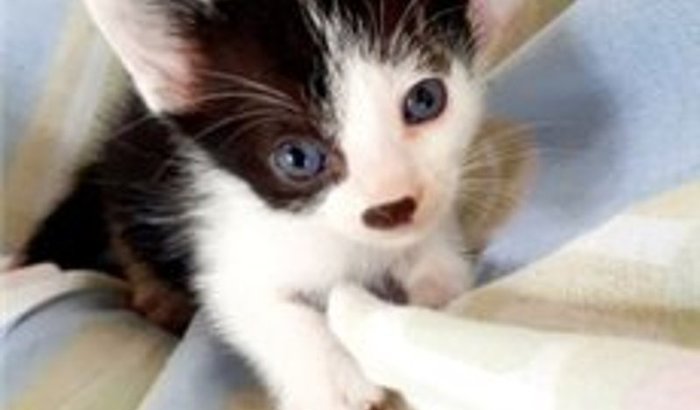 Doe a castração dos GATINHOS!!! - Juntos somos mais fortes