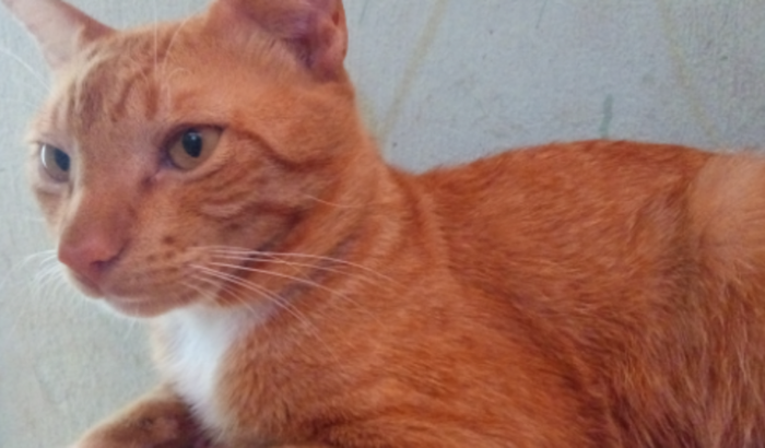 Em prol da castração do meu gato