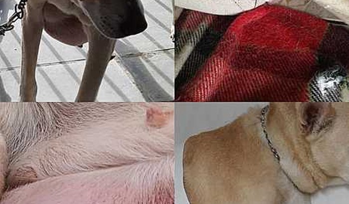 AJUDA PARA MASTECTOMIA CANINA/URGENTE