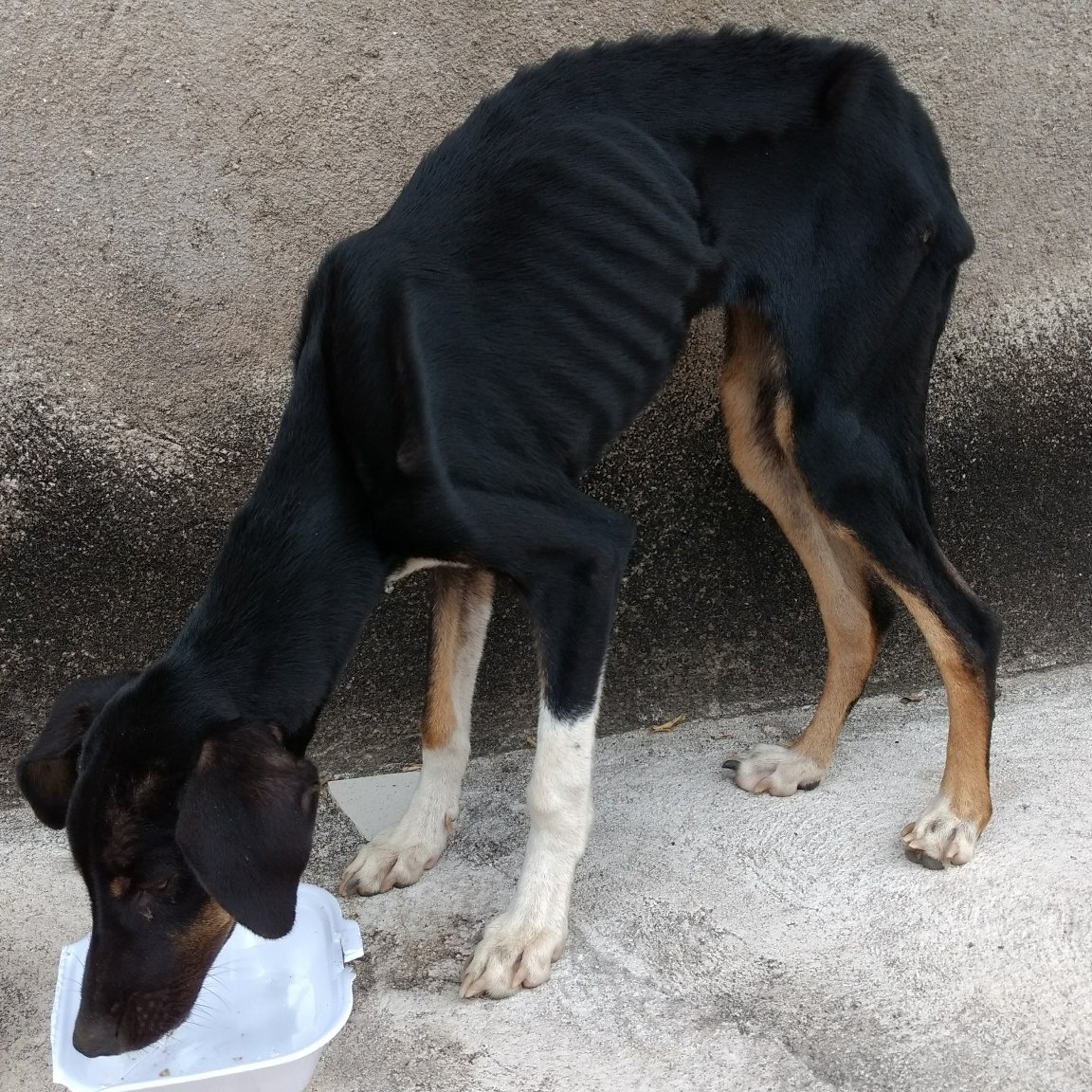 imagem da vaquinha Ajude a Charlote
