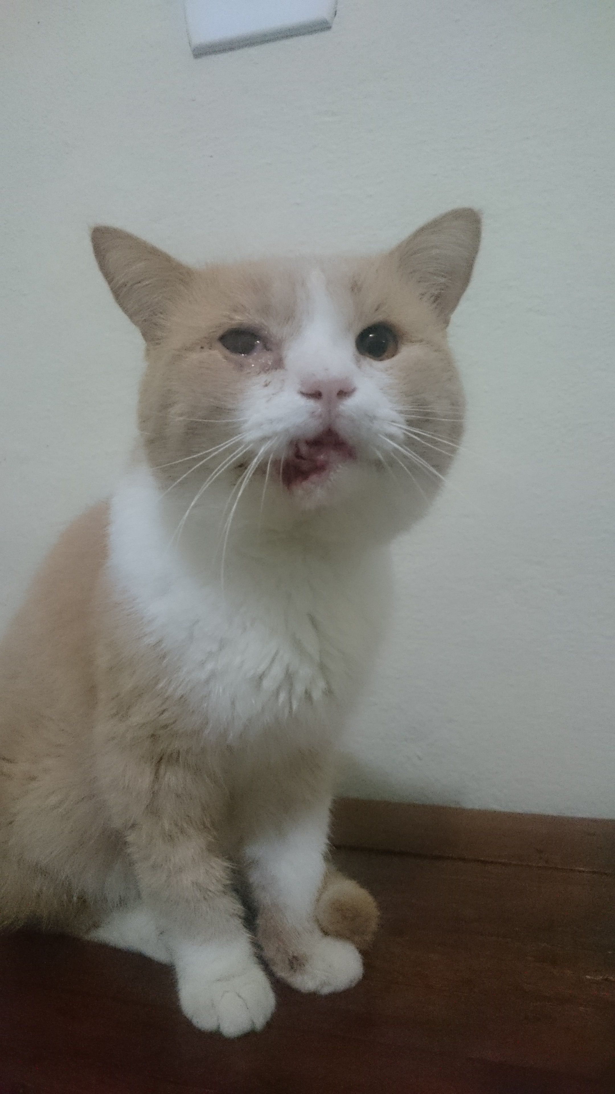 imagem da vaquinha Cirurgia Do Apolo reconstrução do paladar e rosto 