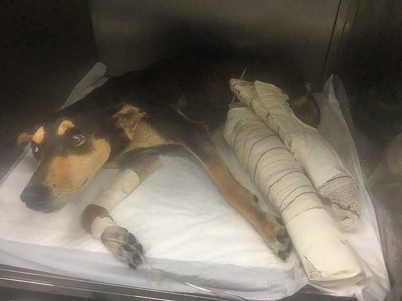 Esperança quer andar de novo