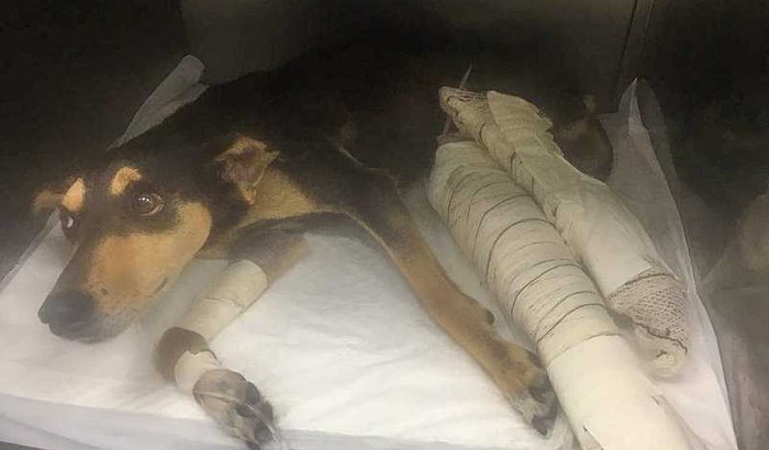 Esperança quer andar de novo