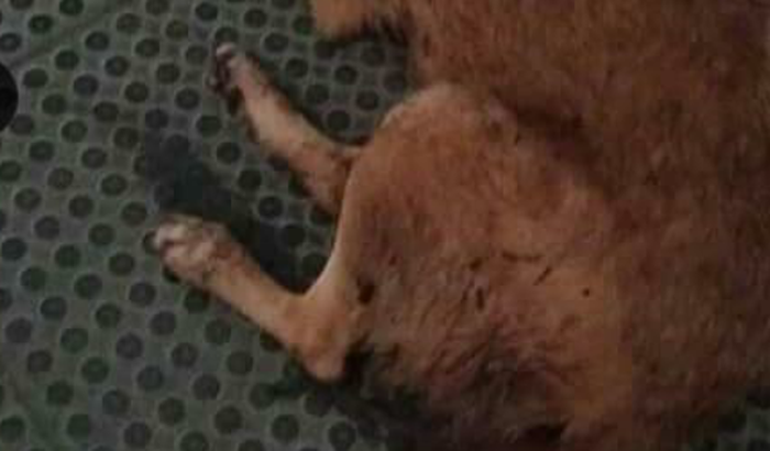 TRATAMENTO DO CACHAÇA