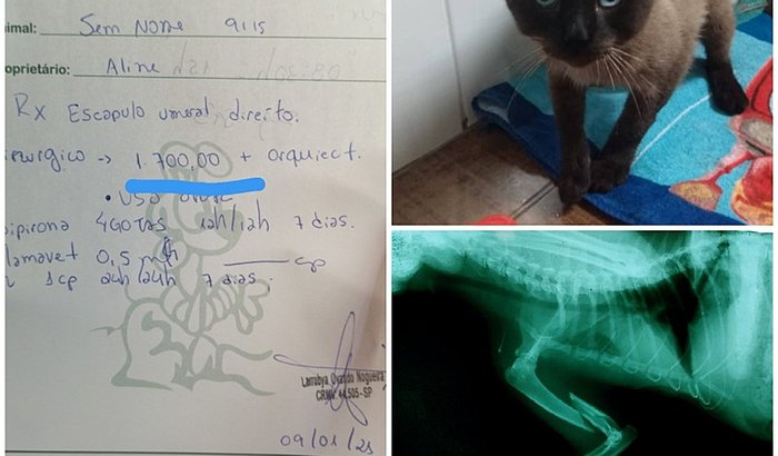 Unidos somos mais forte ( ajuda para gatinho sem dono)