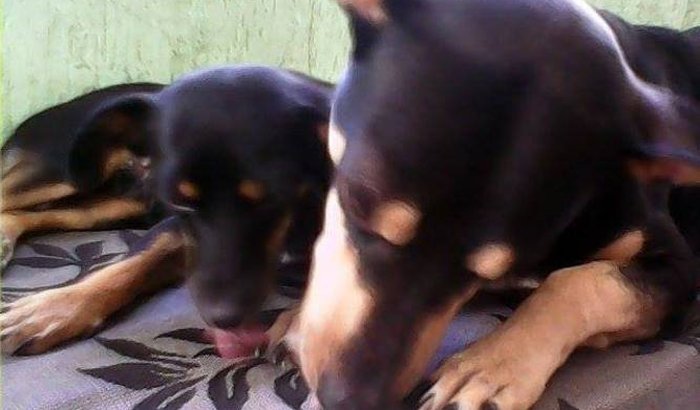 Chico e chiquinha