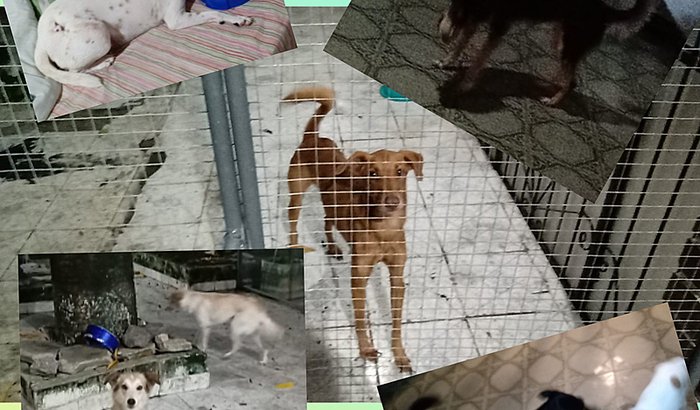 Transporte de Animais - Manaus X São Paulo