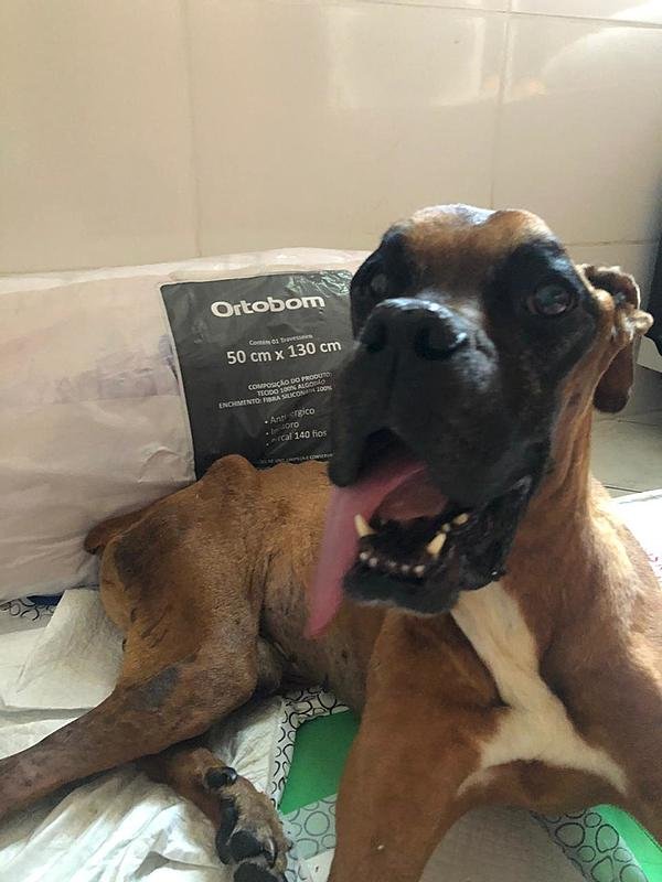imagem da vaquinha Ajude o Hércules a viver!