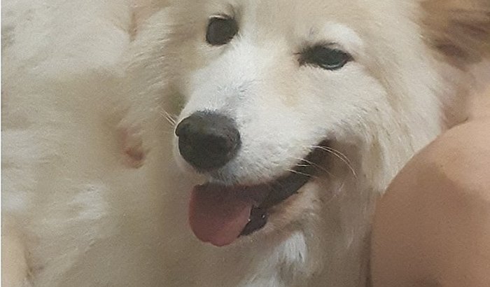 Stoya Samoieda - Custear tratamento