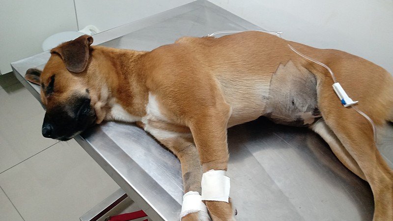 imagem da vaquinha AJUDE A KIARA