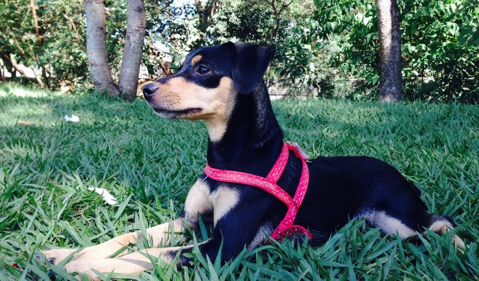 Anjinhos de 4 patas
