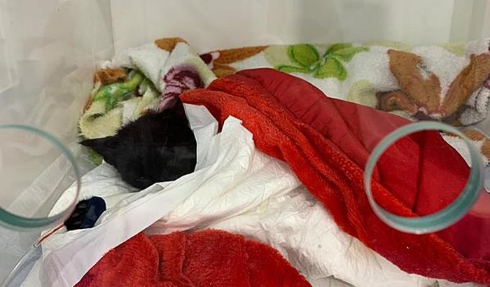 Ajuda para o gatinho Fumaça