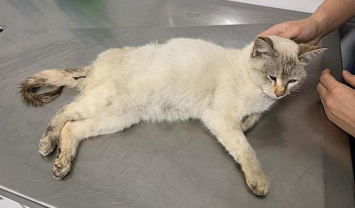 Ajude a gatinha Aparecida