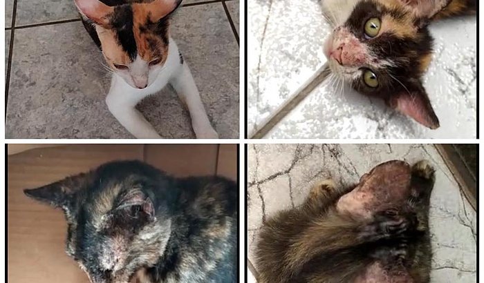 Tratamento de Sarna dos resgatados