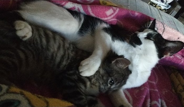Ajude o Astro e o Netuno a ficarem melhor