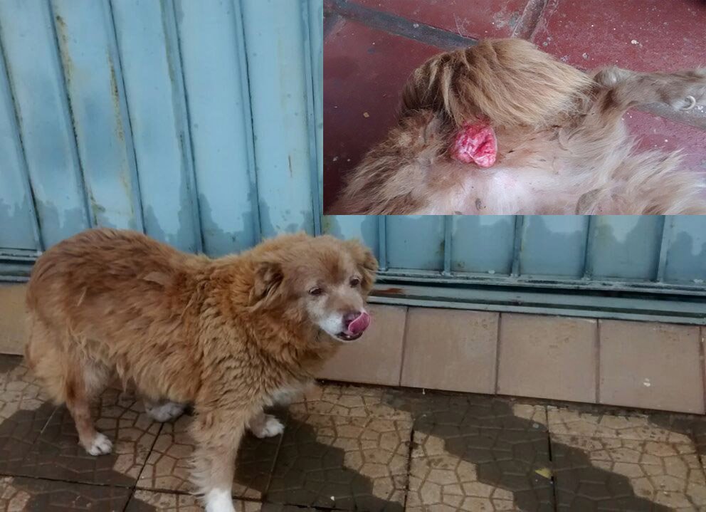 Cadelinha SuzI pede AJUDA