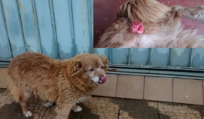 Cadelinha SuzI pede AJUDA