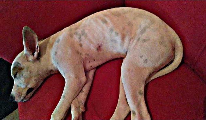 Cirurgia de Kira URGENTE!!!