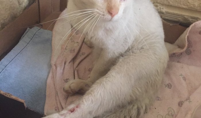 Ajude o gato Filipe - cirurgia 