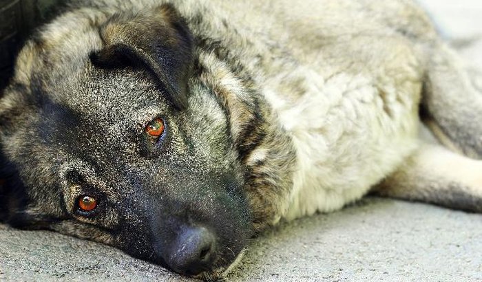 Vakinha para ajudar cachorros abandonados!